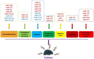 MicroRNA Dysregulation in Epilepsy: From Pathogenetic Involvement to Diagnostic Biomarker and Therapeutic Agent Development